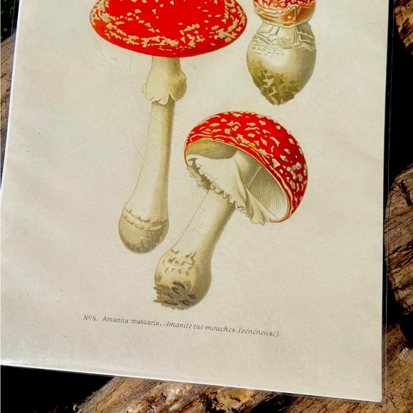 Magic Mushrooms Print By Curious Prints - Picture 4 of 8